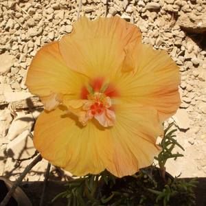 Meet your Posher, Yessica